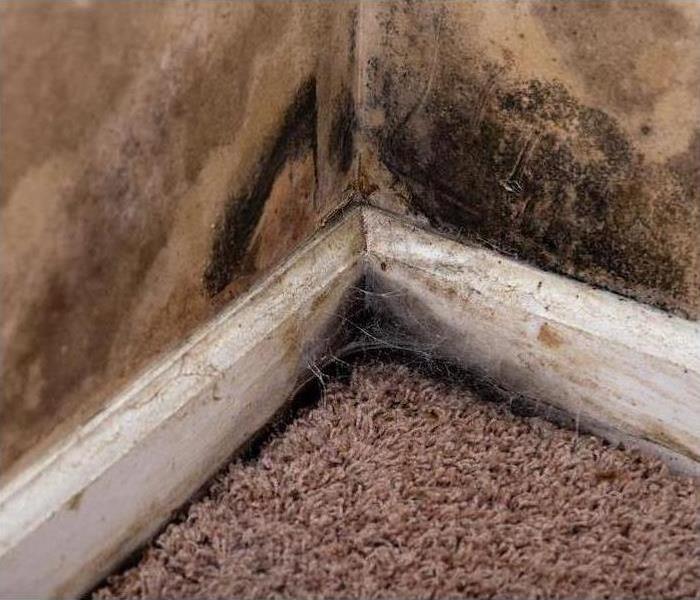 Close up of wet carpet and mold