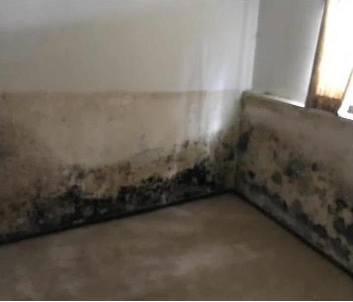 Dark, water stained moldy basement walls